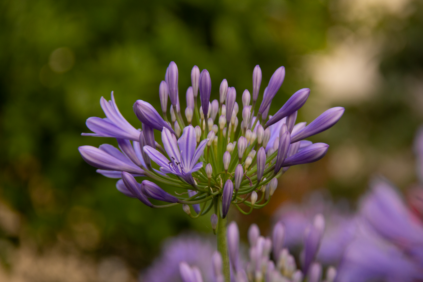 Agapanthus
