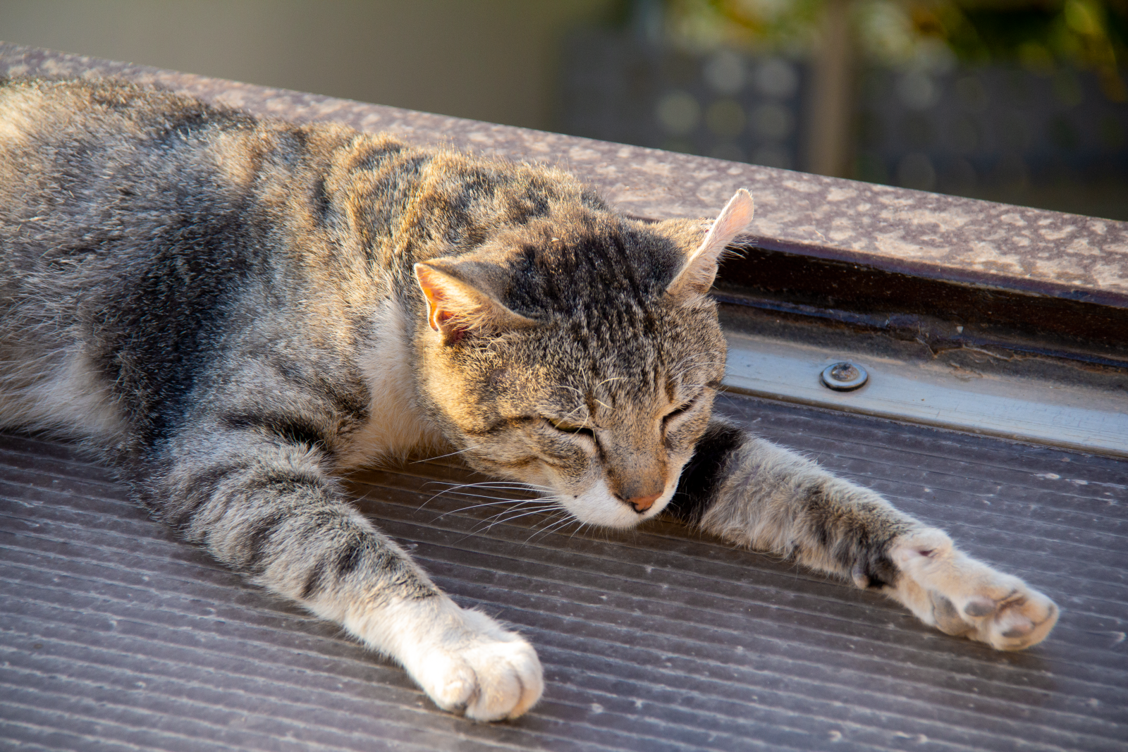 Cat 2
