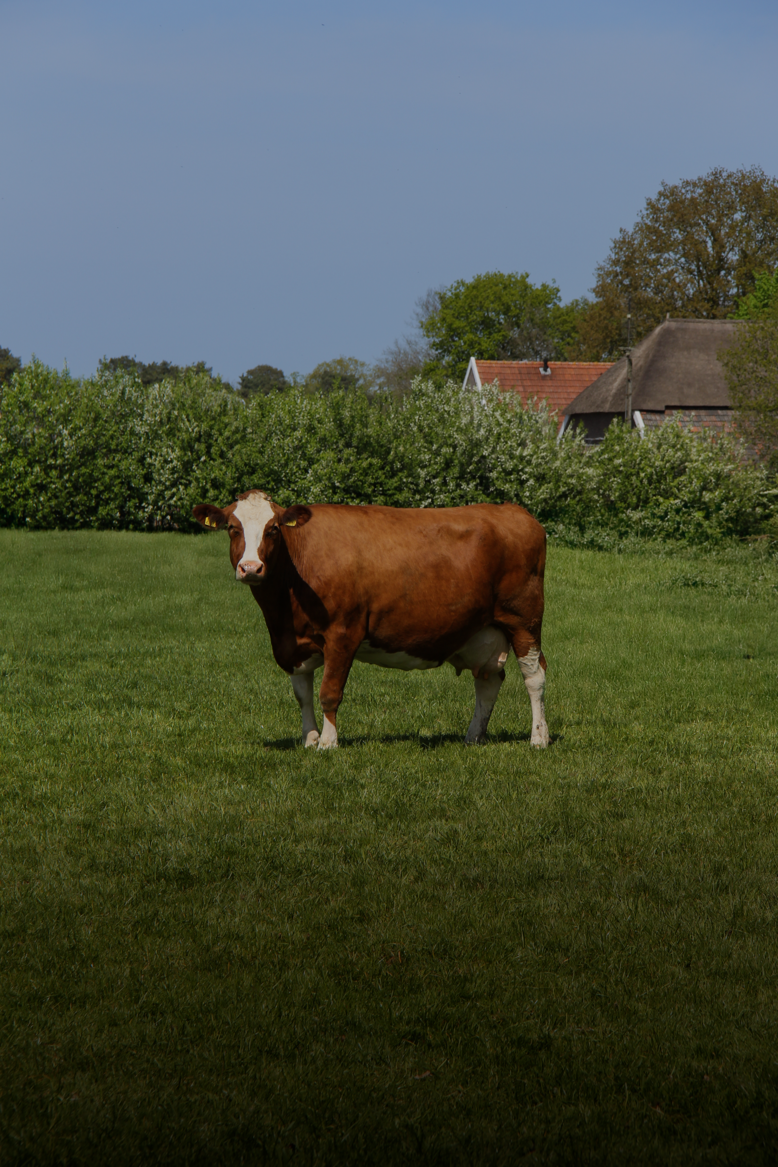 Cow