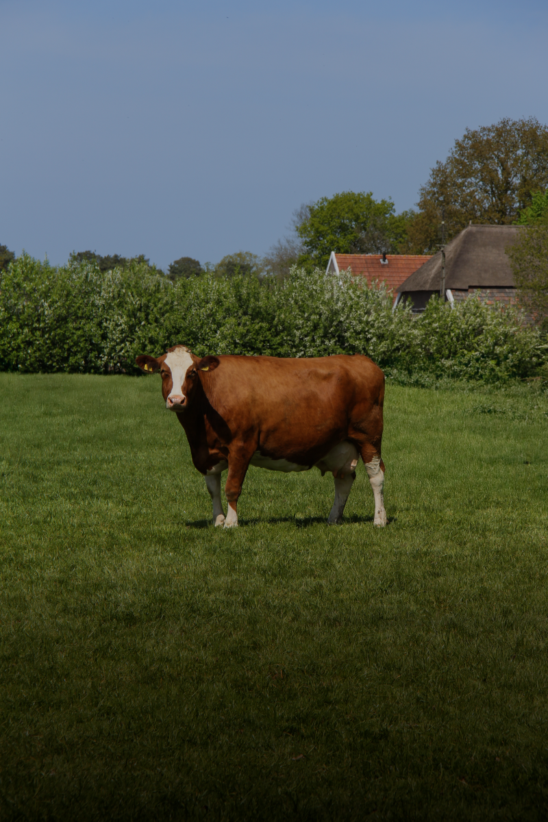 Cow